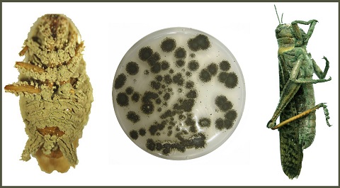 Muestras del hongo Metarhizium Anisopliae en laboratorio e infectando diferentes insectos.