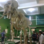 Visita de la Escuela Secundaria Técnica al Museo de Ciencias Naturales “Bernardino Rivadavia”