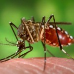 ¿Qué es la fiebre chikungunya?