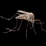 Charla abierta “Combate del mosquito Aedes aegypti en tiempos de dengue”