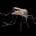 Dengue: Mejor prevenir que curar
