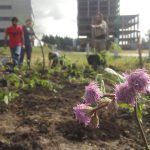 UNSAM verde: Más especies nativas en el Campus