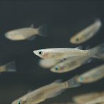 Científicxs de la UNSAM descubren la clave del cambio de sexo de los peces