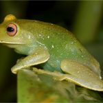 Descubren la clave del camuflaje de más de 100 especies de ranas arborícoras del mundo