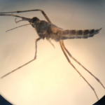 Invasión de mosquitos: investigar en tiempo real, en el campo, mientras la plaga acecha