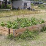 CIENCIA Y AGROECOLOGÍA: LA NUEVA PARCELA EXPERIMENTAL DEL CAMPUS MIGUELETE